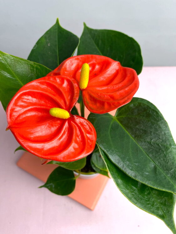 Антуриум Оранж Чемпион ⌀7 20 см 