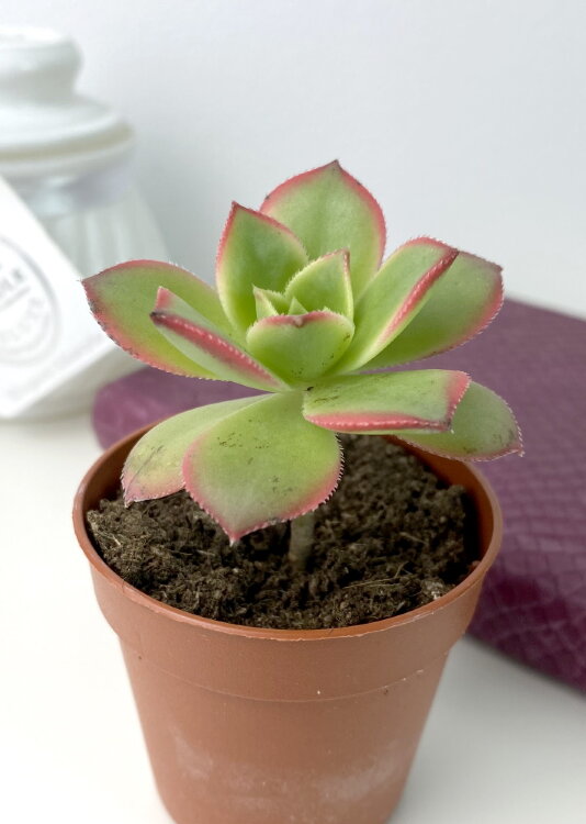 Эониум Киви ⌀5 