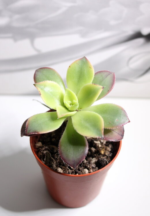 Эониум Киви ⌀5 