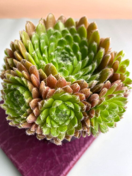 Молодило салатово-оранжевое ⌀8  