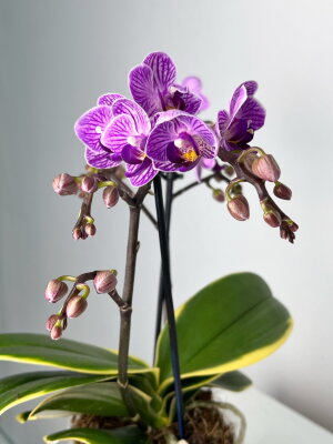 Орхидея Фаленопсис Сого Вивьен вариегатный