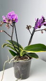 Орхидея Фаленопсис Сого Вивьен вариегатный 