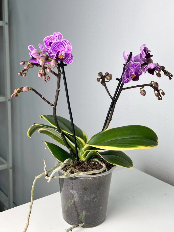 Отзывы об орхидее Сого Вивьен