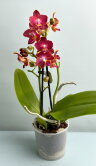 Орхидея Мультифлора Ред Лион (Арома) ⌀9 