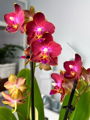 Орхидея Мультифлора Ред Лион (Арома) ⌀9