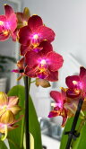 Орхидея Мультифлора Ред Лион (Арома) ⌀9 