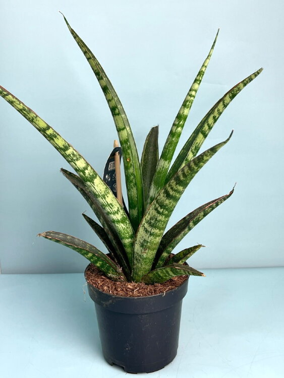 Сансевиерия Трифасциата Меган ⌀10 30 см  Сансевиерия Трифасциата Меган ⌀10 30 см
