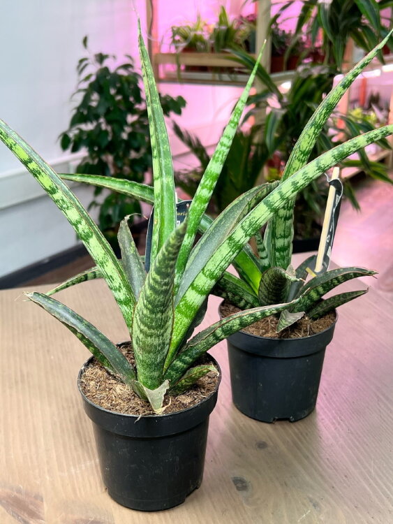 Сансевиерия Трифасциата Меган ⌀10 30 см  Сансевиерия Трифасциата Меган ⌀10 30 см