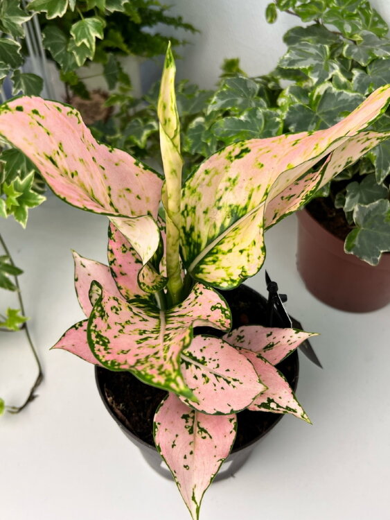 Аглаонема Рози ⌀12 35  Аглаонема Рози ⌀12 35