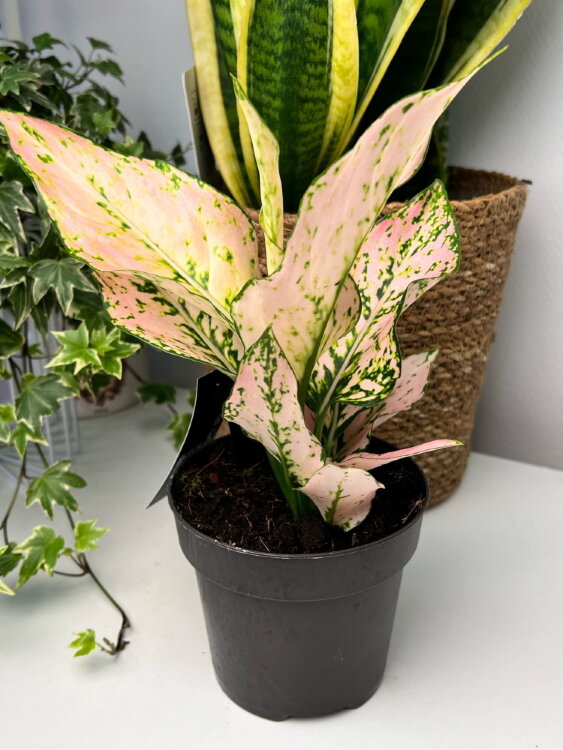 Аглаонема Рози ⌀12 35  Аглаонема Рози ⌀12 35