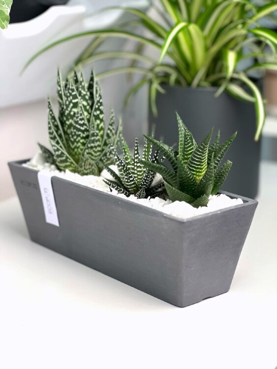 Композиция из суккулентов в кашпо Экопотс Брюге 