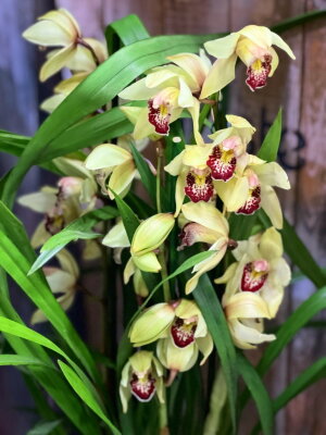 Орхидея Цимбидиум светло-жёлтый с красной губой