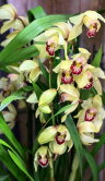 Орхидея Цимбидиум светло-жёлтый с красной губой 