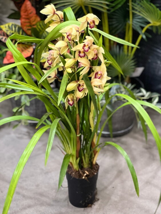 Орхидея Цимбидиум светло-жёлтый с красной губой 