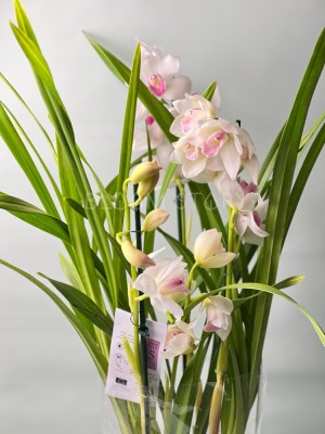 Орхидея Цимбидиум кремовый с розовой губой 2-3 ст