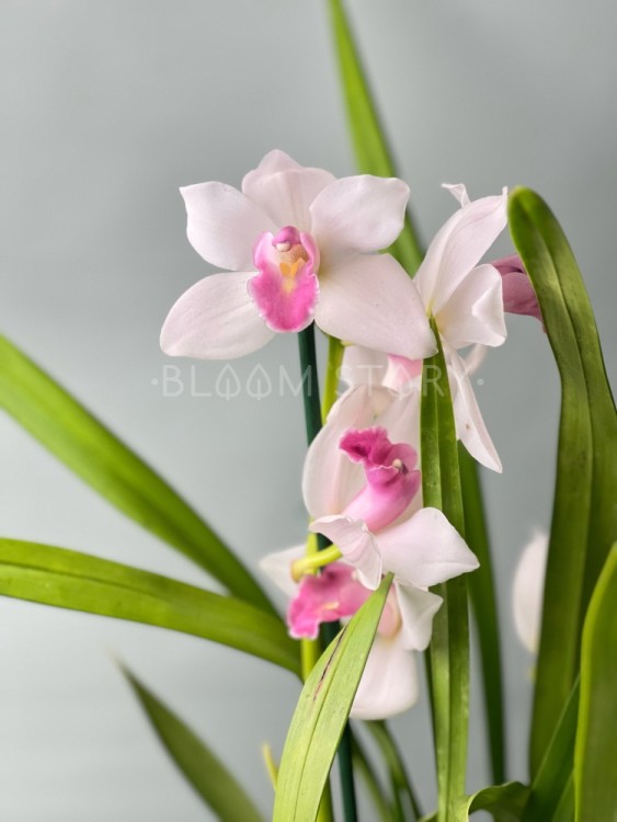 Орхидея Цимбидиум кремовый с розовой губой 2-3 ст 