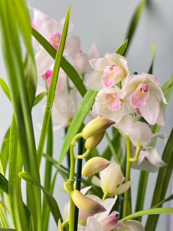 Орхидея Цимбидиум кремовый с розовой губой 2-3 ст 