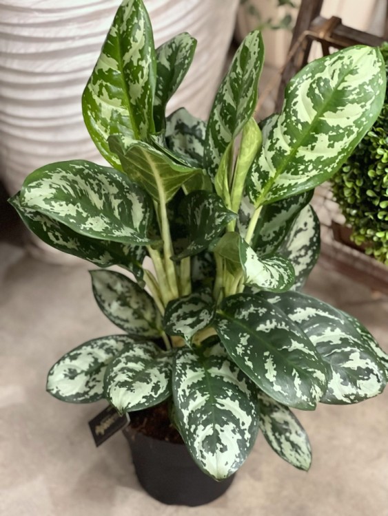 Аглаонема Амазон Сильвер ⌀12 30 см  Аглаонема Амазон Сильвер ⌀12 30 см