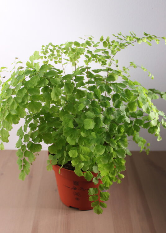 Адиантум Фрагранс ⌀12 30 см 