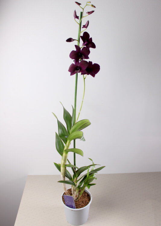 Орхидея Дендробиум Санок Дарк Вайолет 1 ст 