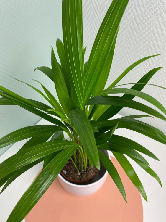 Хризалидокарпус (Арека) ⌀12 35 см 