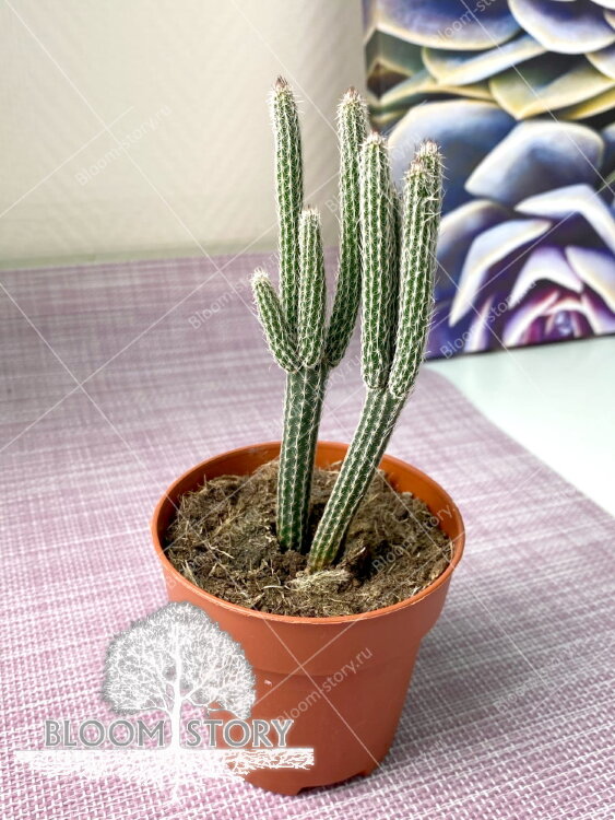 Вилькоксия ⌀8 