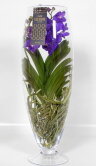 Орхидея Ванда светло-лиловая в стекле Шампань 