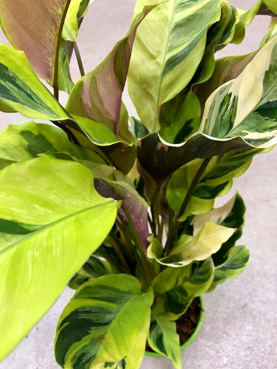 Калатея Фьюжн Еллоу ⌀14 