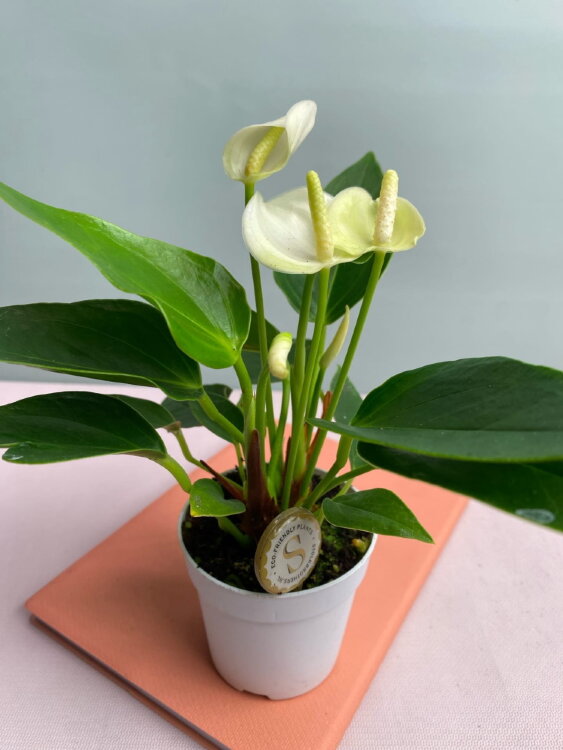 Антуриум Вайт Чемпион ⌀7 20 см  Антуриум Вайт Чемпион ⌀7 20 см