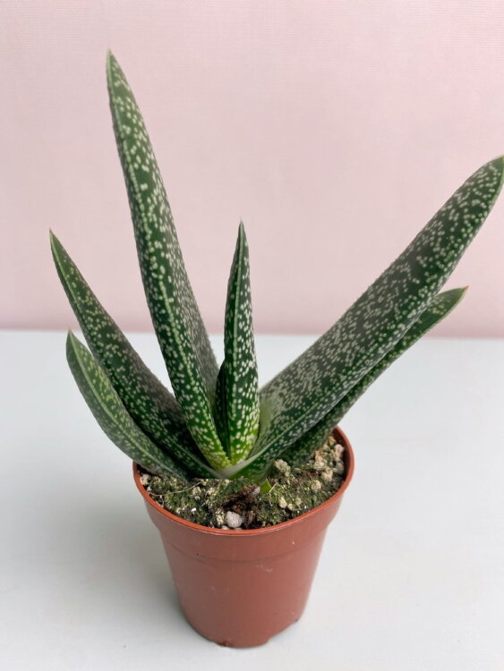 Гастерия Веррукоза ⌀5 