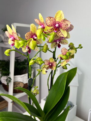Орхидея Фаленопсис Гросетто 2 ст
