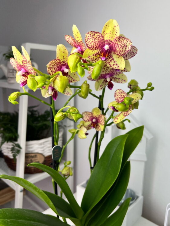Орхидея Фаленопсис Гросетто ⌀12 50 см 
