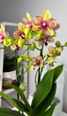 Орхидея Фаленопсис Гросетто ⌀12 50 см 