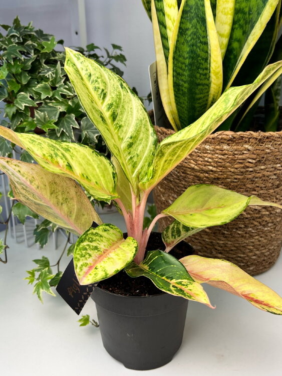 Аглаонема Шартрез Прити ⌀12 35  Аглаонема Шартрез Прити ⌀12 35