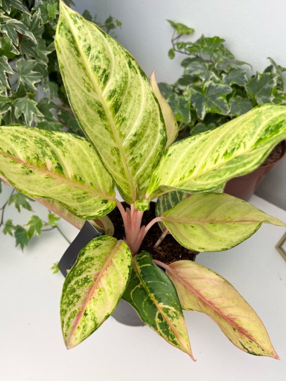 Аглаонема Шартрез Прити ⌀12 35  Аглаонема Шартрез Прити ⌀12 35