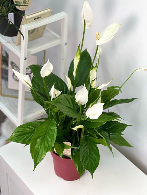 Спатифиллум Торелли ⌀17 50 см  Спатифиллум Торелли ⌀17 50 см