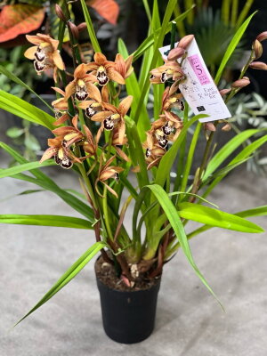 Орхидея Цимбидиум оранжевый крапчатый