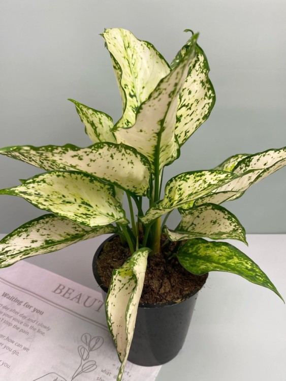 Аглаонема Вайт Киви ⌀19 45 см 