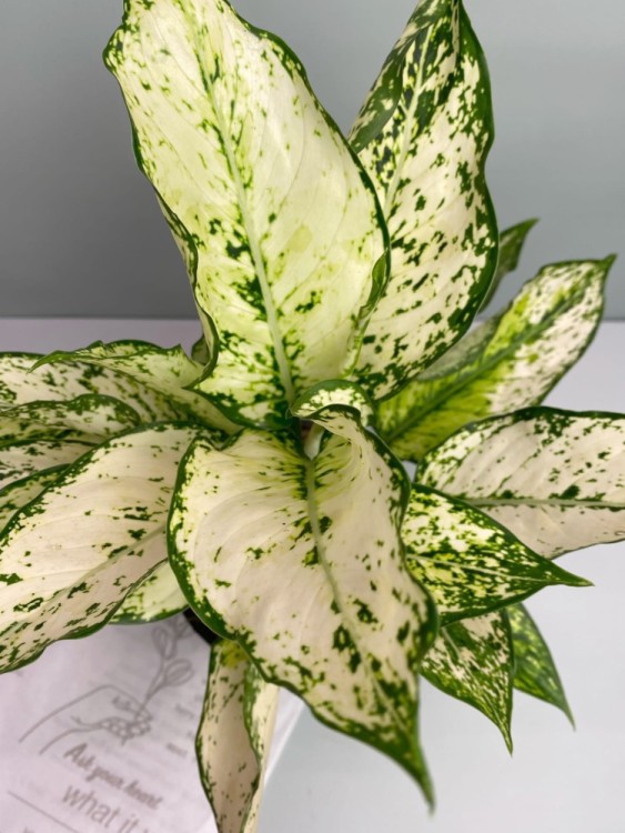 Аглаонема Вайт Киви ⌀19 45 см 