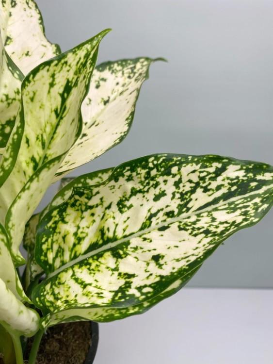 Аглаонема Вайт Киви ⌀19 45 см 