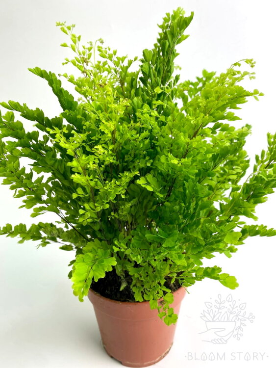 Адиантум Лиза ⌀12 30 см 