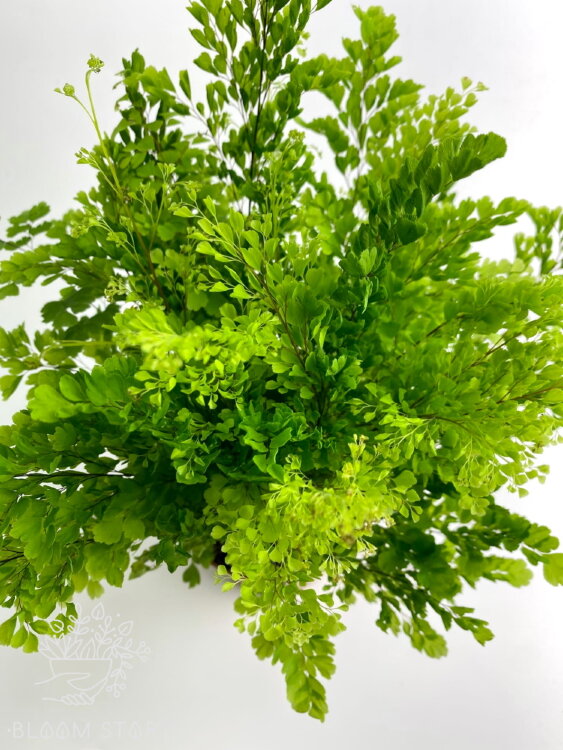 Адиантум Лиза ⌀12 30 см 