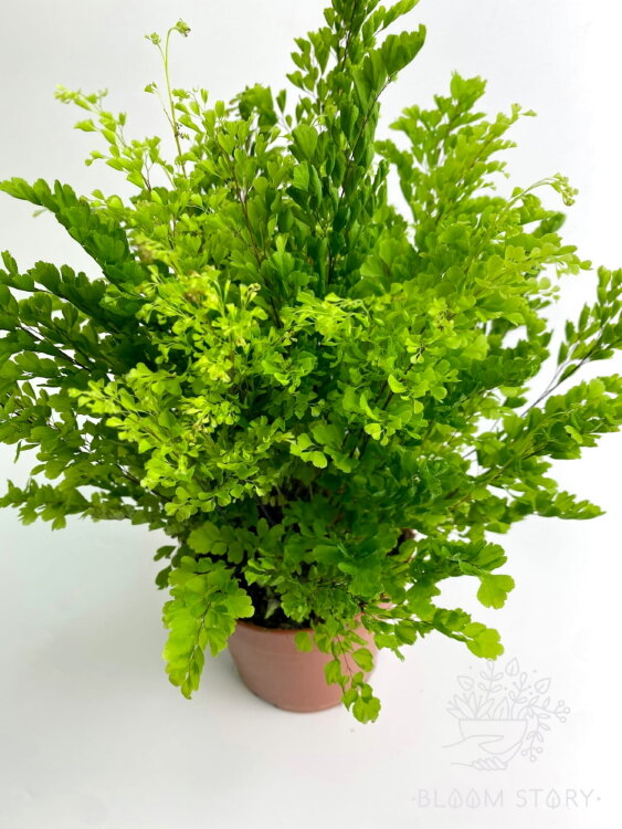 Адиантум Лиза ⌀12 30 см 