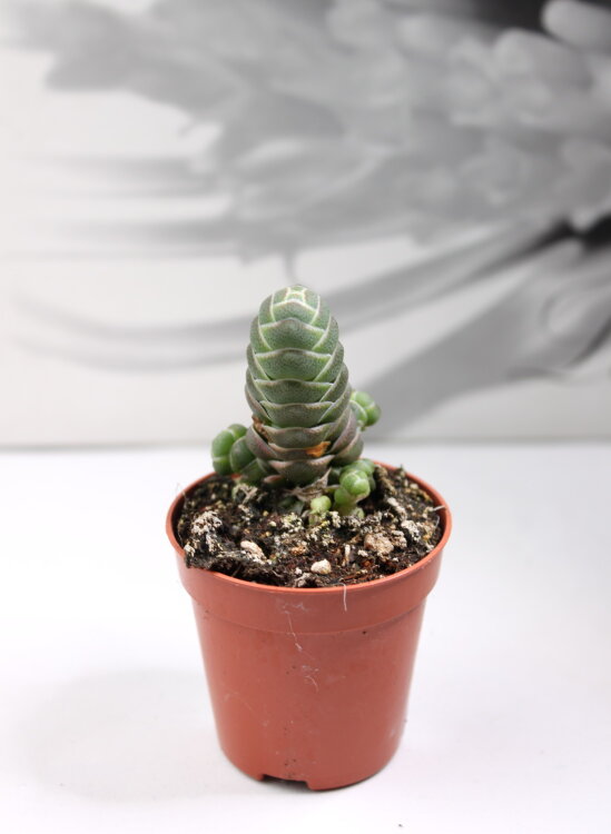 Крассула Баркли ⌀5 