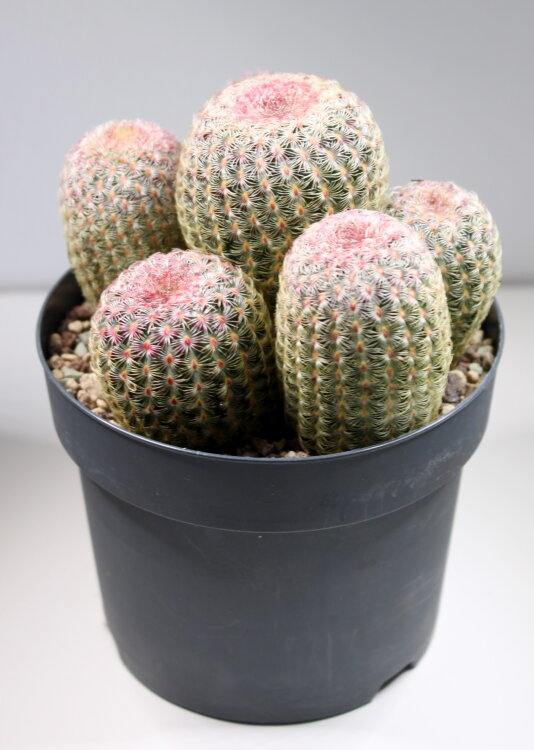 Эхиноцереус Рубриспинус ⌀11 