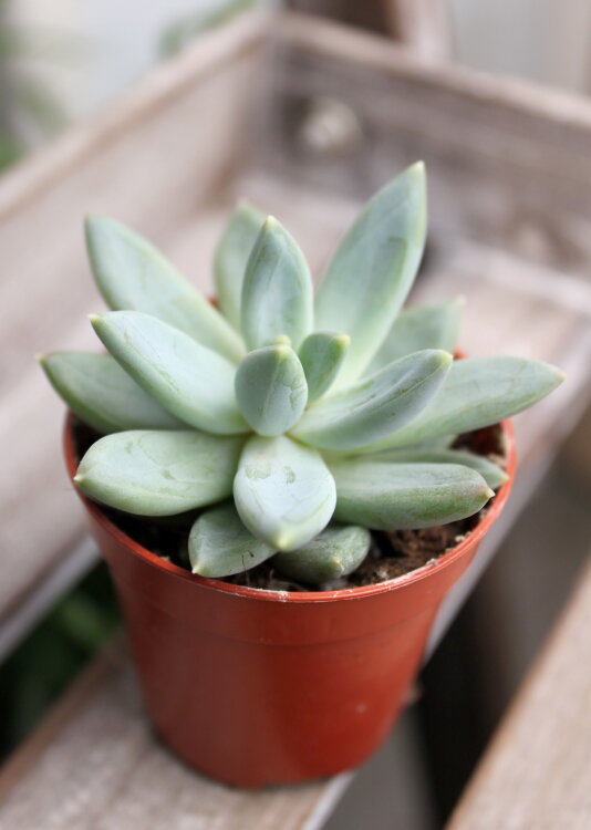 Эхеверия Хукери ⌀5  