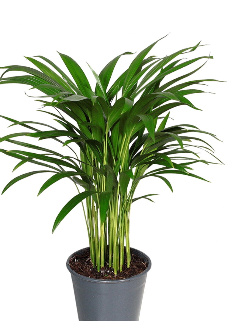 Комнатное растение название пальмы. Арека Хризалидокарпус. Опека Хризалидокарпус. Хразилидокарпус арикк. Пальма Арека хризалидокарпу.