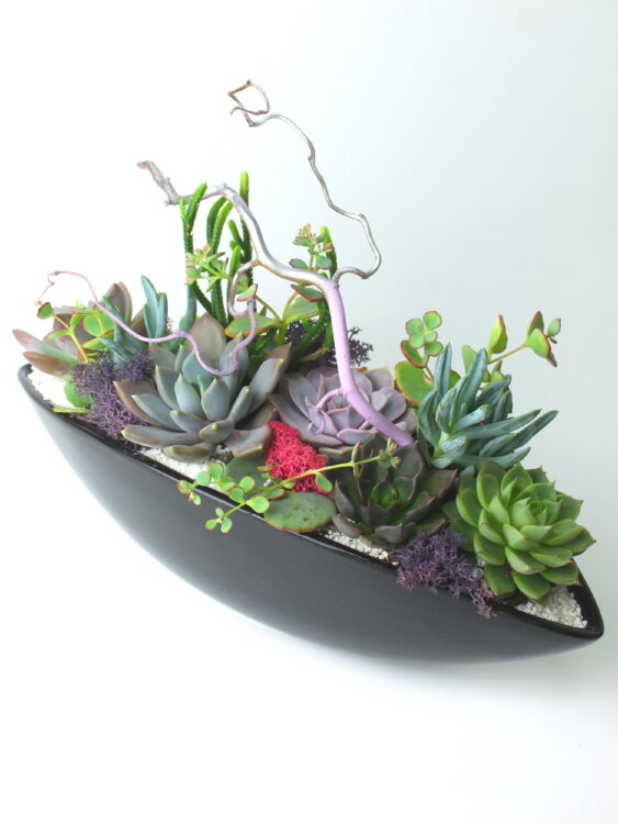 Композиция из суккулентов "Мистический лес" 
