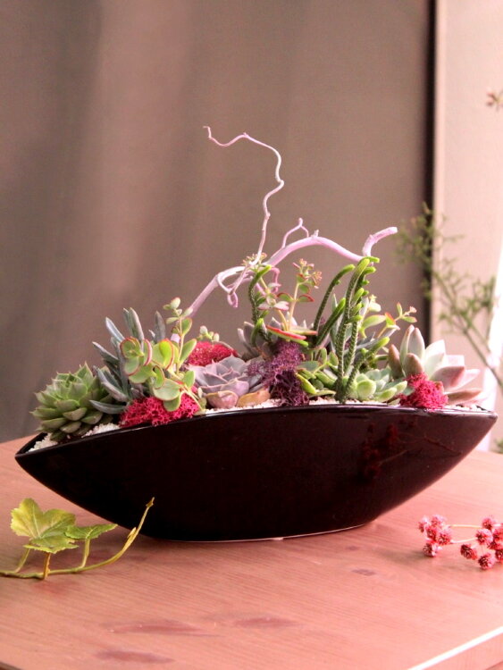 Композиция из суккулентов "Мистический лес" 