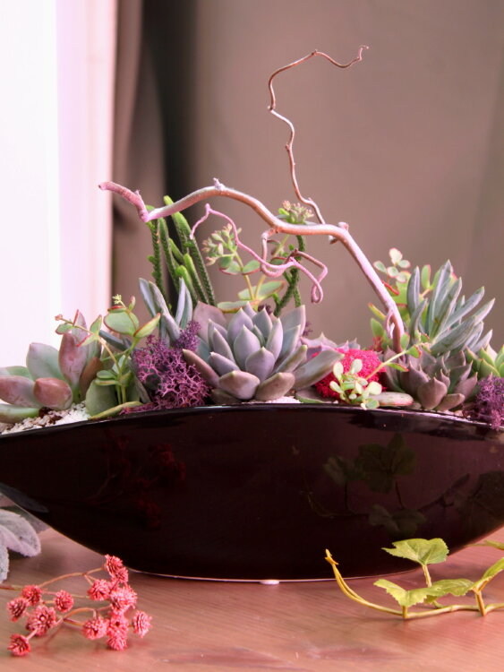 Композиция из суккулентов "Мистический лес" 